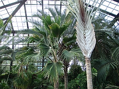 318 Longwood Gardens [2008 August 23]